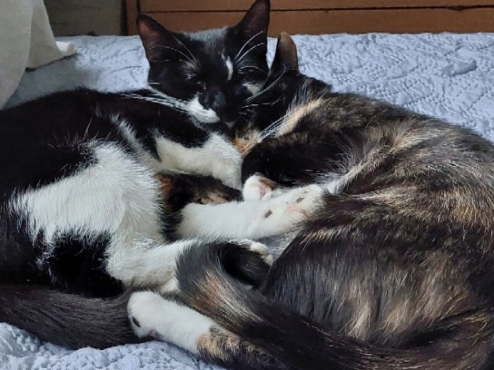 goodnovel comment avatar