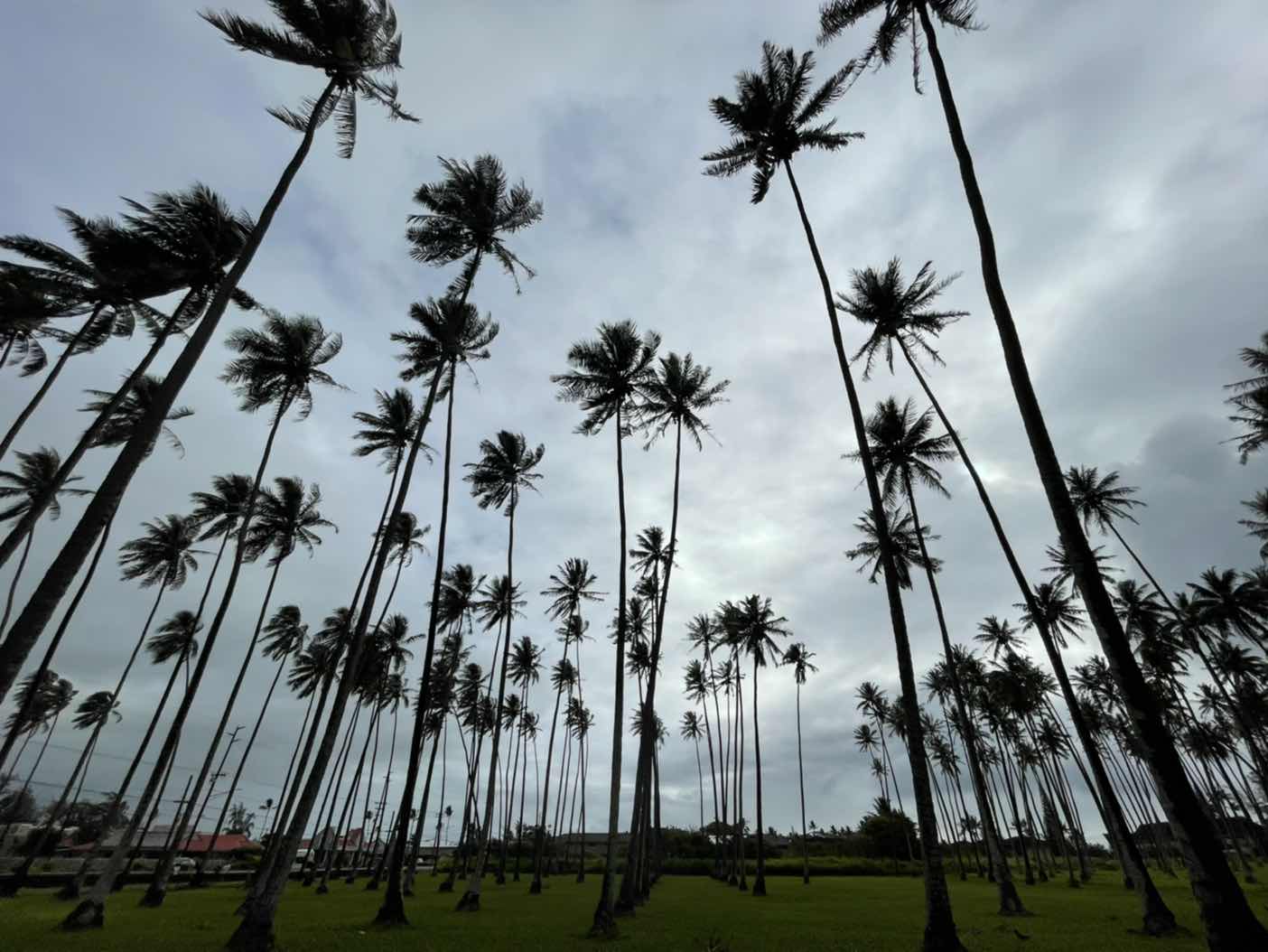 goodnovel comment avatar