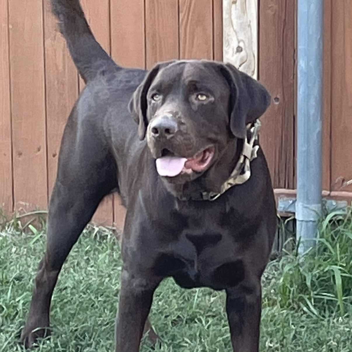 goodnovel comment avatar