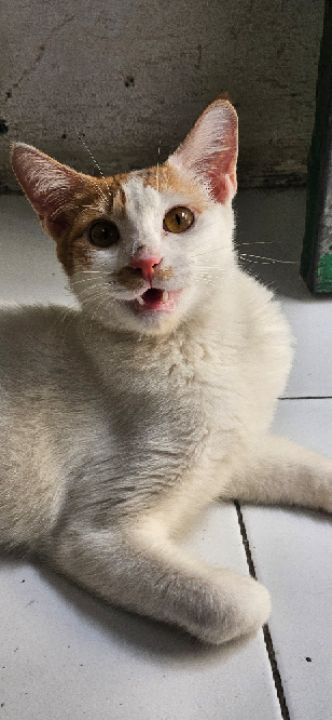 goodnovel comment avatar