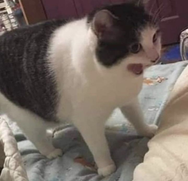 goodnovel comment avatar