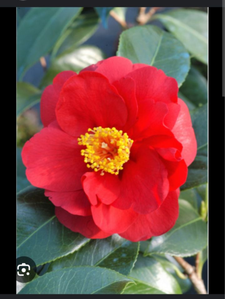 goodnovel comment avatar