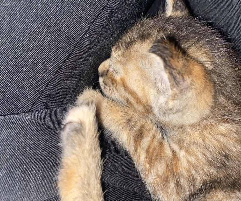 goodnovel comment avatar