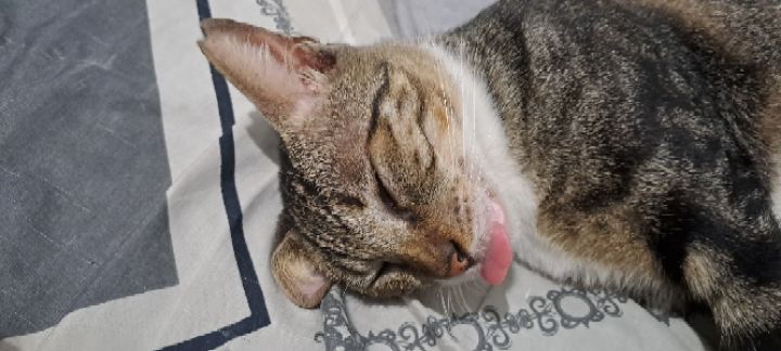 goodnovel comment avatar