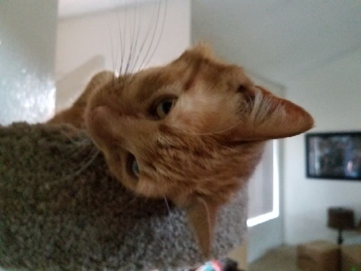 goodnovel comment avatar