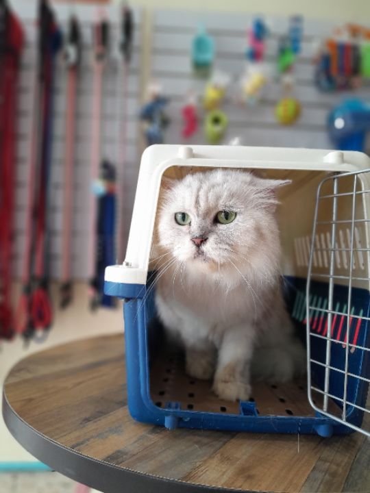 goodnovel comment avatar