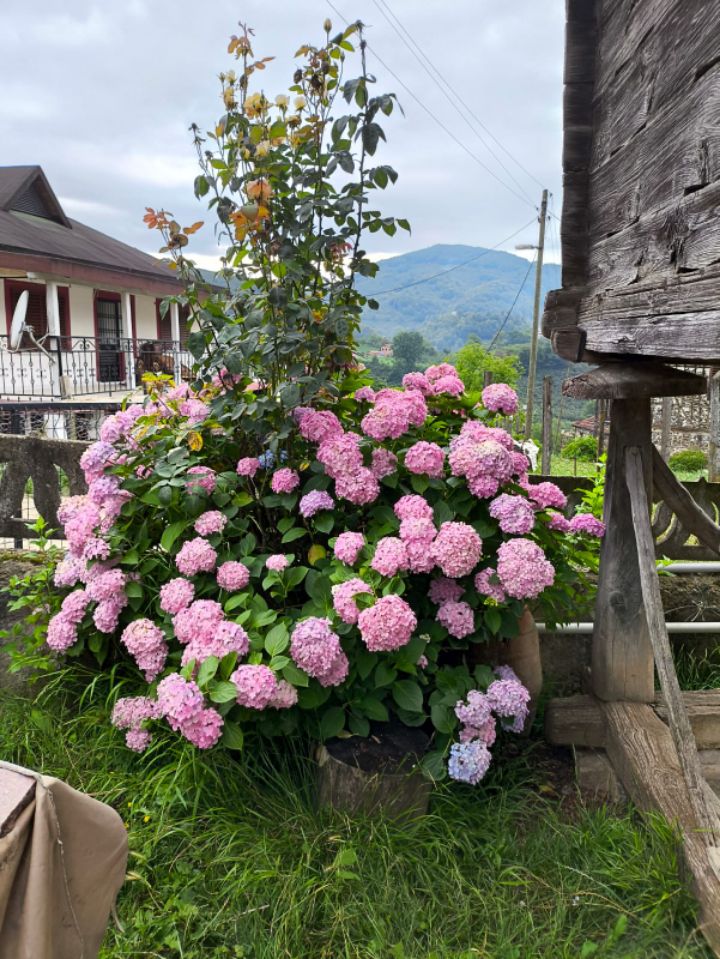 goodnovel comment avatar