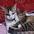 goodnovel comment avatar