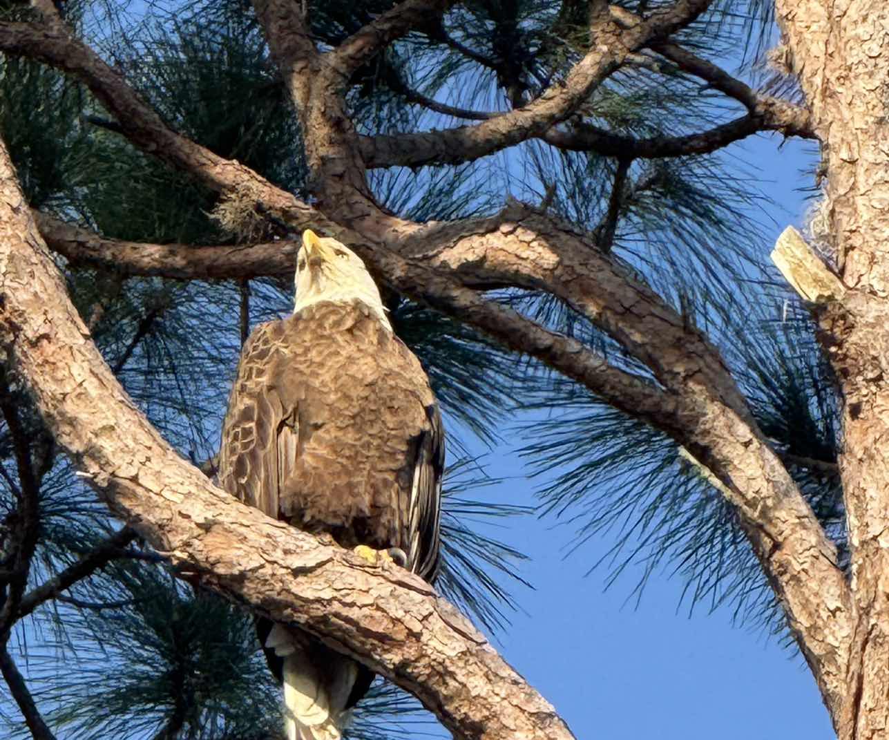 goodnovel comment avatar