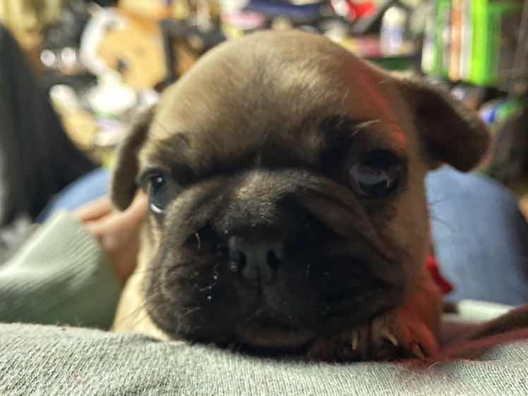 goodnovel comment avatar