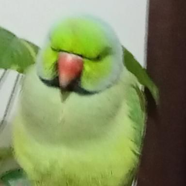 goodnovel comment avatar