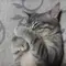 にゃむにゃむ