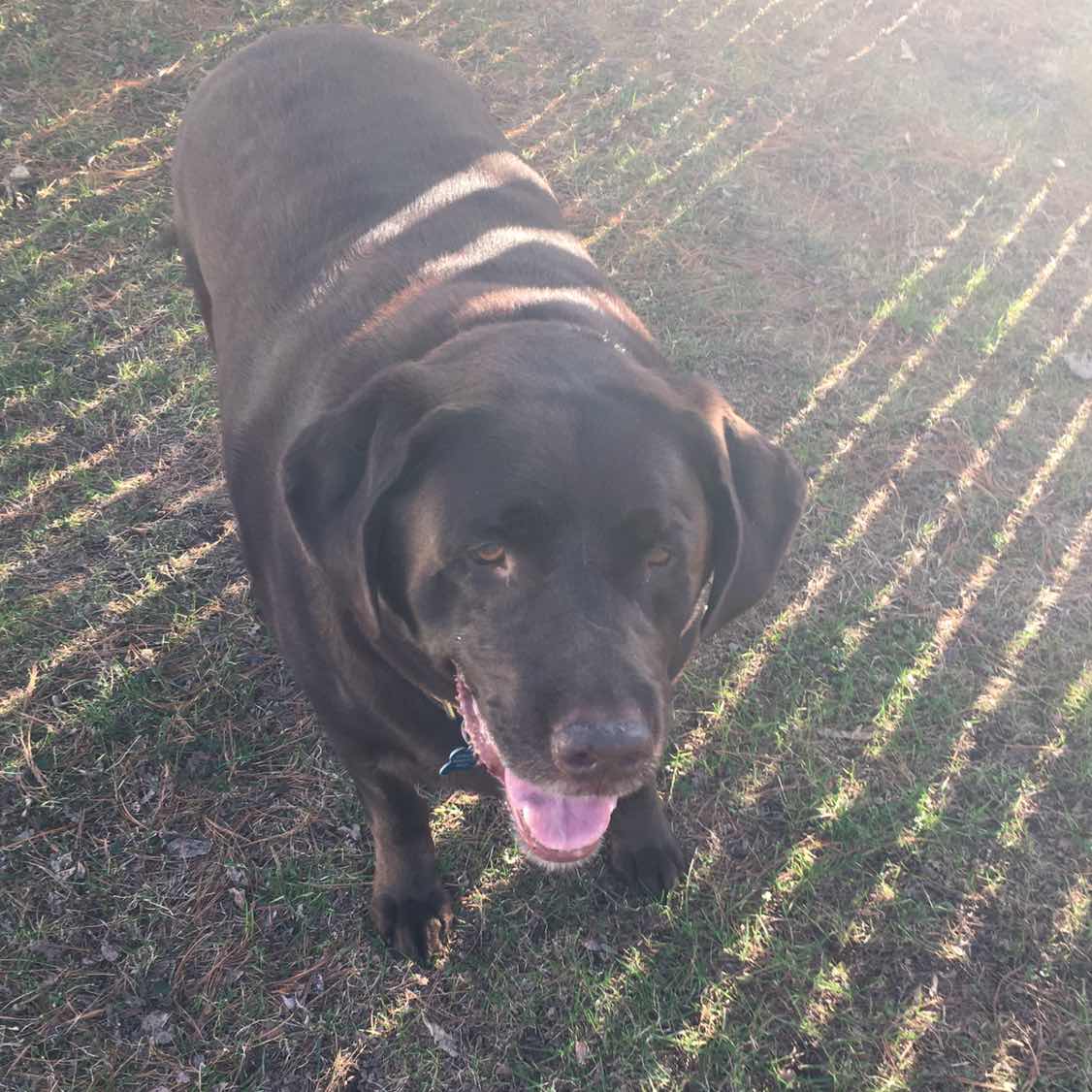 goodnovel comment avatar