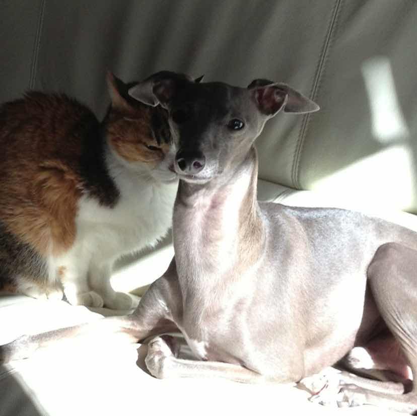 goodnovel comment avatar