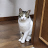 goodnovel comment avatar
