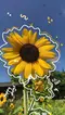 Sunflowergirl 