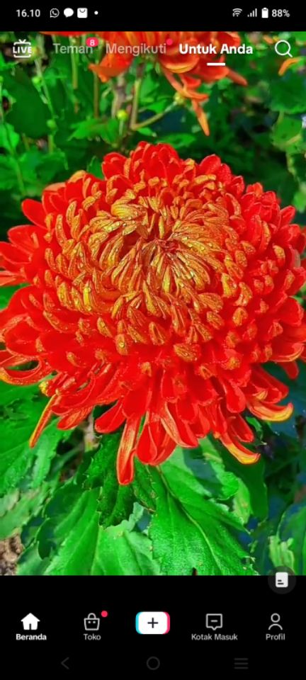 goodnovel comment avatar