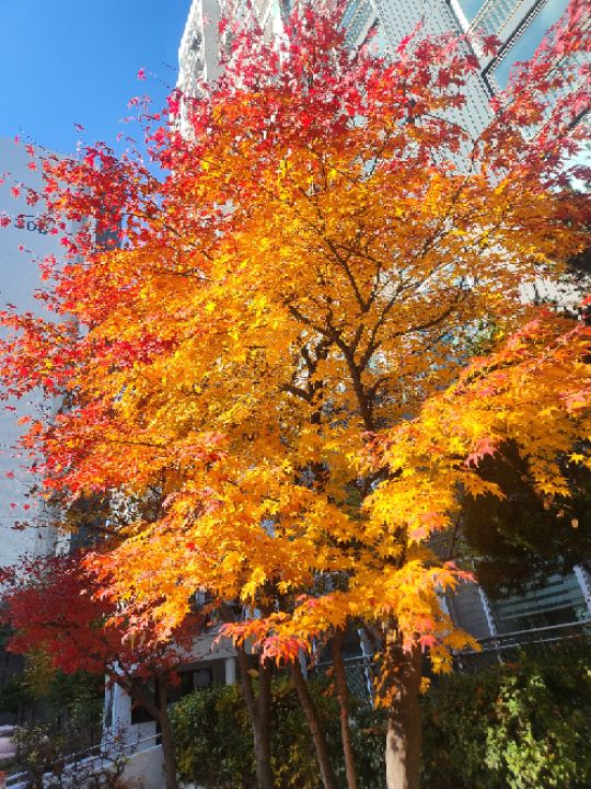 goodnovel comment avatar