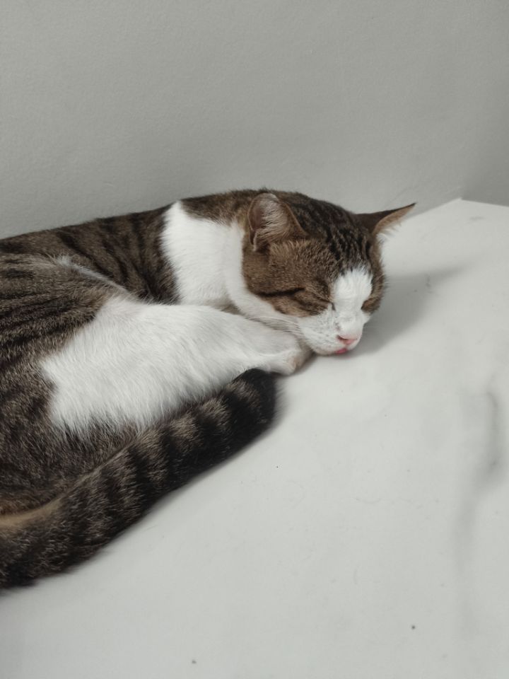 goodnovel comment avatar