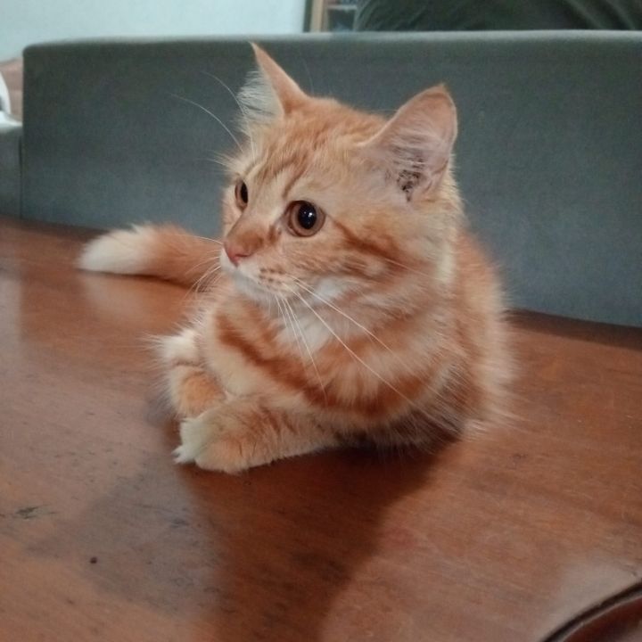 goodnovel comment avatar