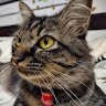 goodnovel comment avatar