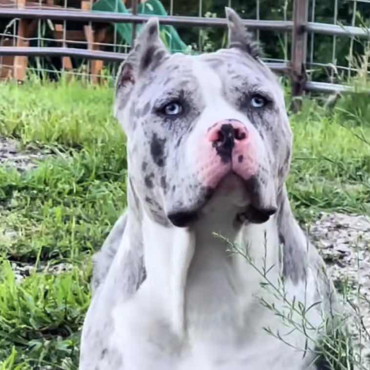 goodnovel comment avatar