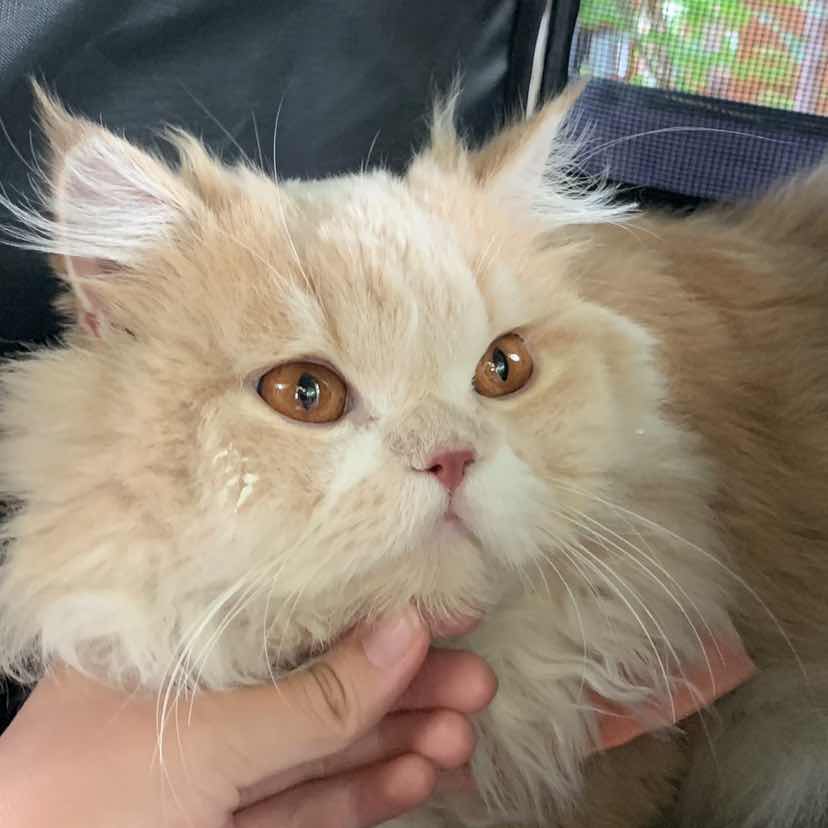 goodnovel comment avatar