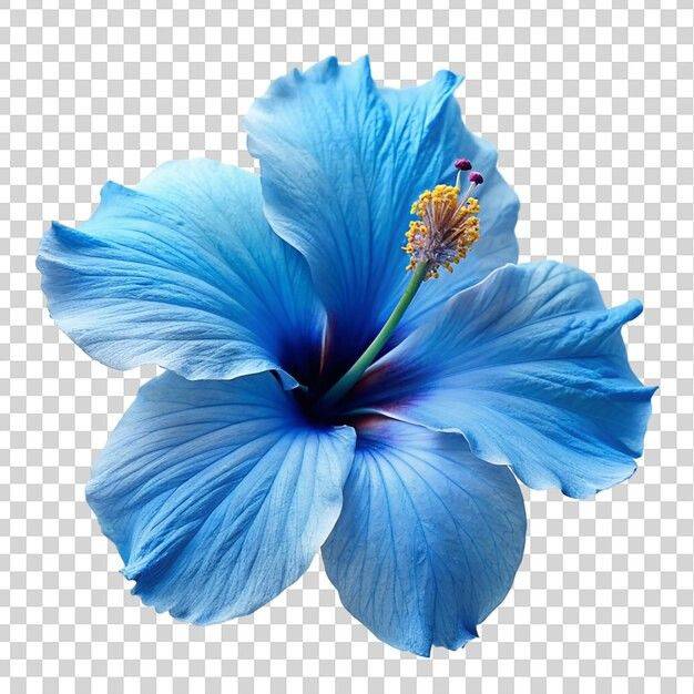 BlueFlower
