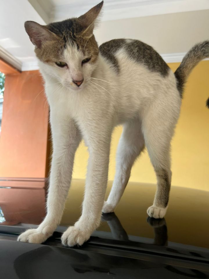 goodnovel comment avatar