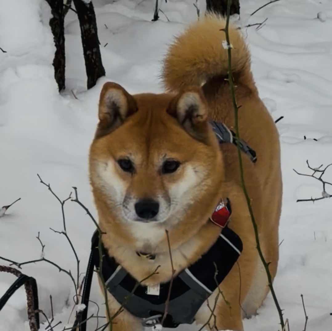 goodnovel comment avatar