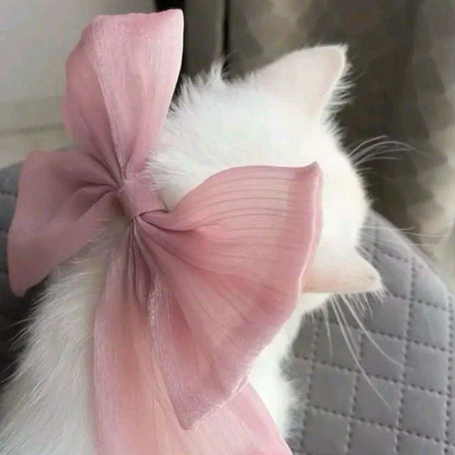 اهسنيه باك