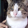 goodnovel comment avatar