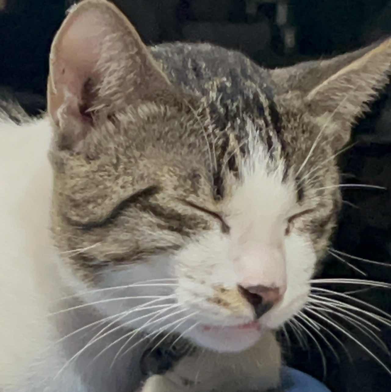 goodnovel comment avatar