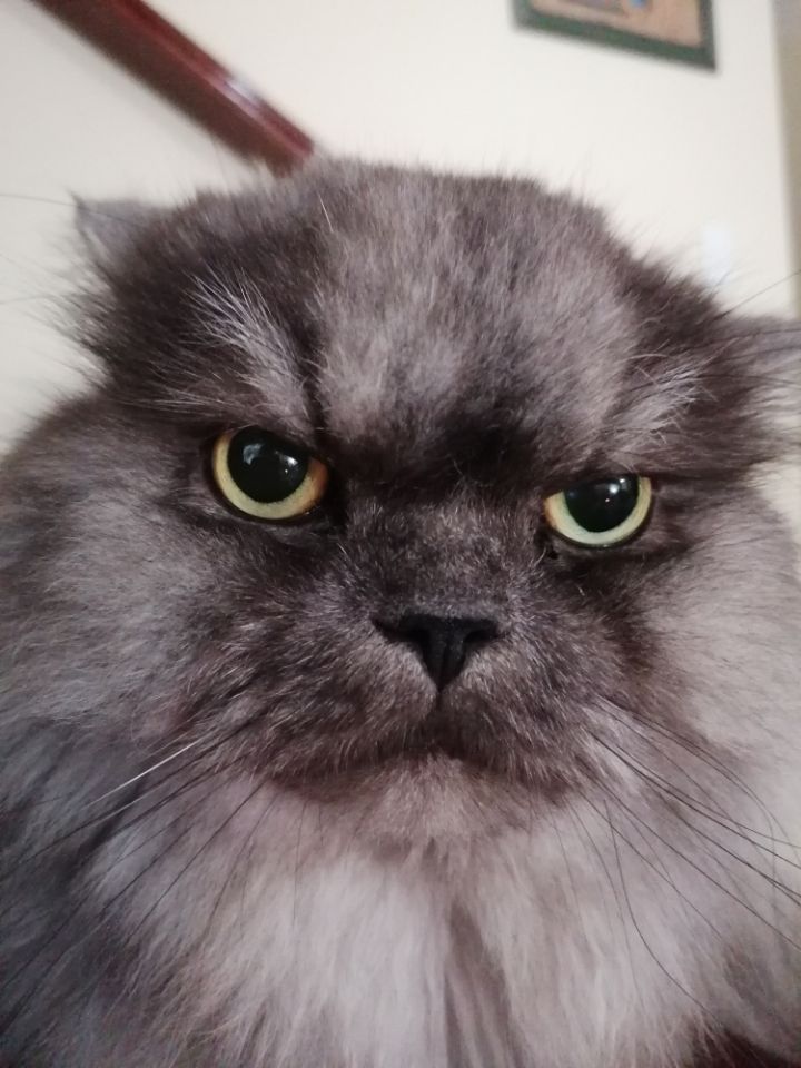 goodnovel comment avatar