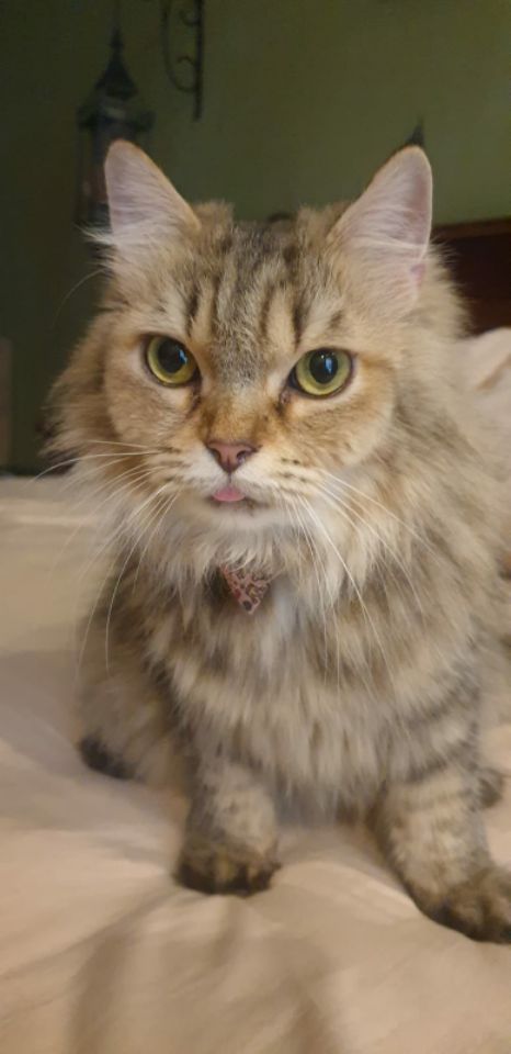 goodnovel comment avatar