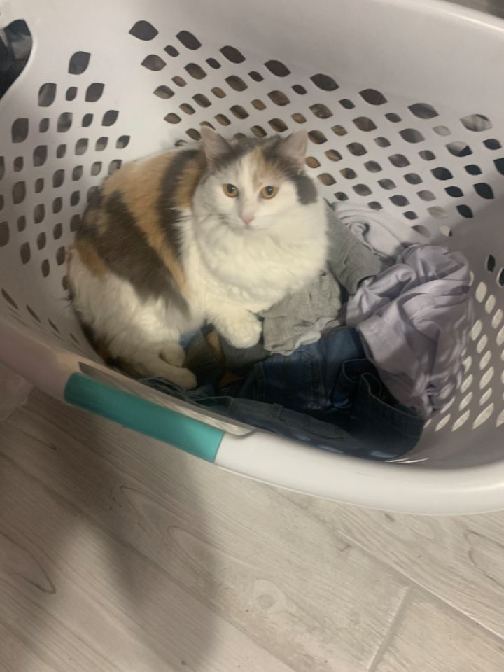 goodnovel comment avatar