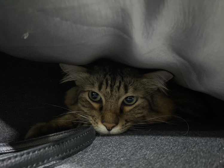 goodnovel comment avatar