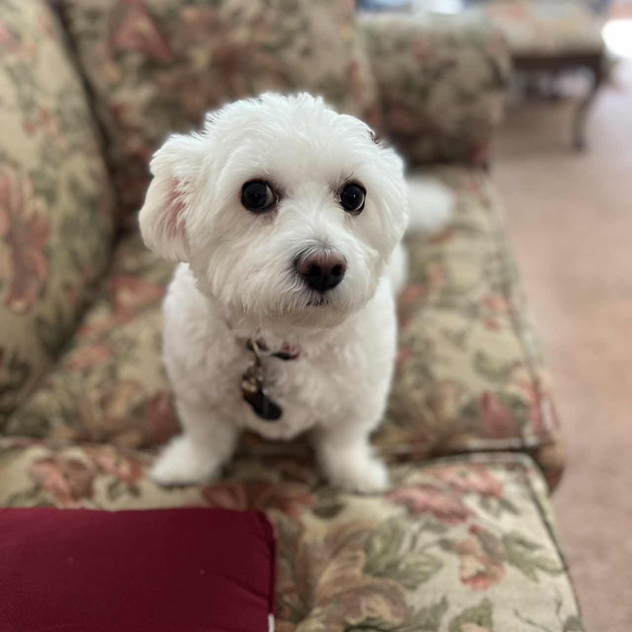 goodnovel comment avatar