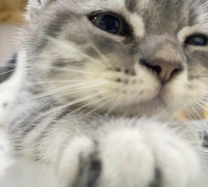 goodnovel comment avatar