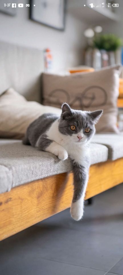 goodnovel comment avatar