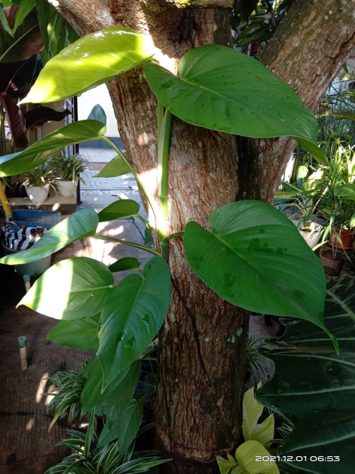 goodnovel comment avatar