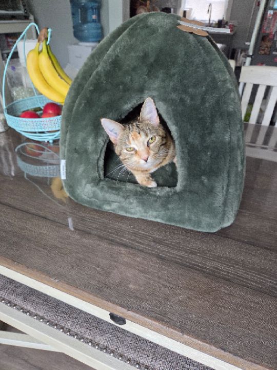 goodnovel comment avatar