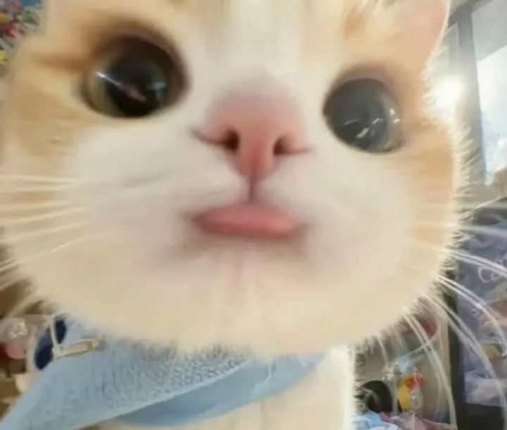 Melvii_SN