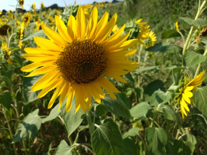 goodnovel comment avatar