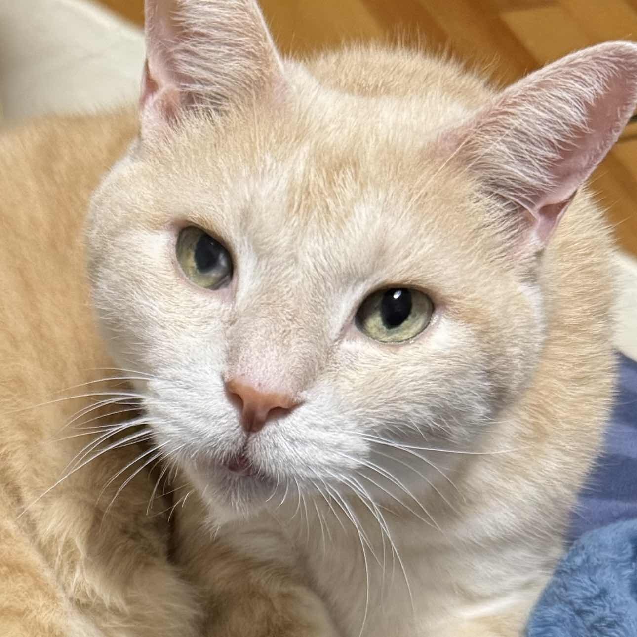 goodnovel comment avatar