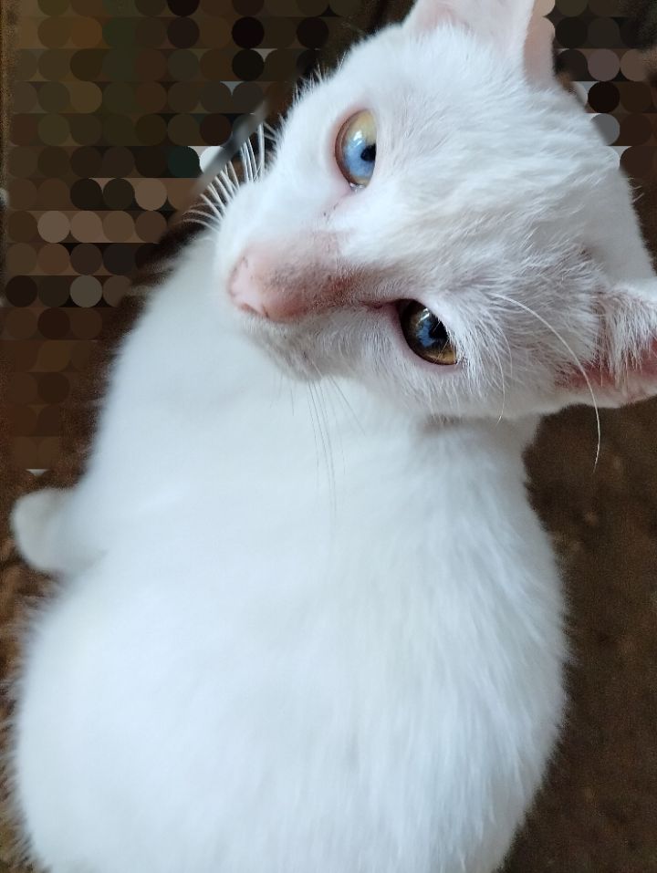 goodnovel comment avatar