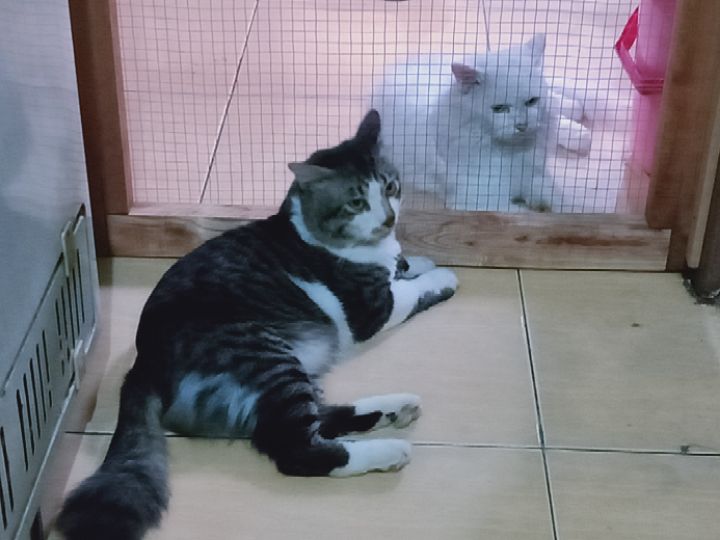 goodnovel comment avatar