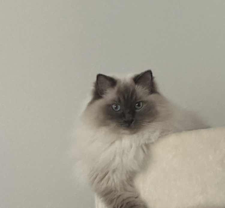 goodnovel comment avatar