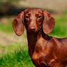goodnovel comment avatar