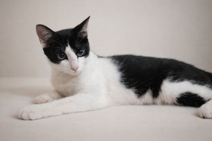 goodnovel comment avatar